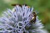 244959 – Photo : Lidine – France (67)